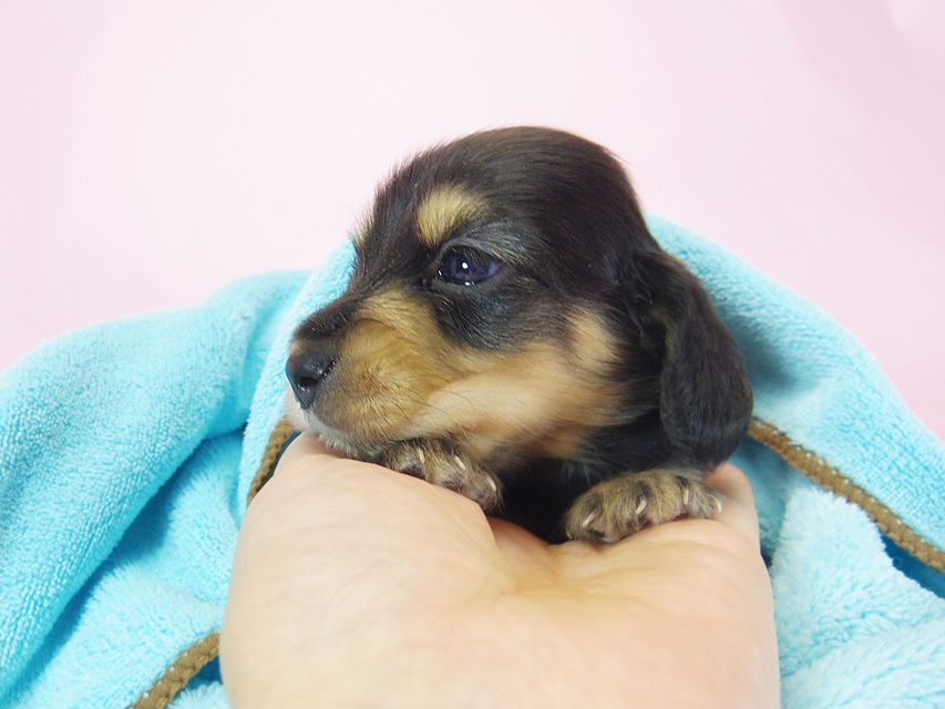 ダックスフンド ローラ.mi & アレックス ブラッククリーム 男の子 お写真初登場