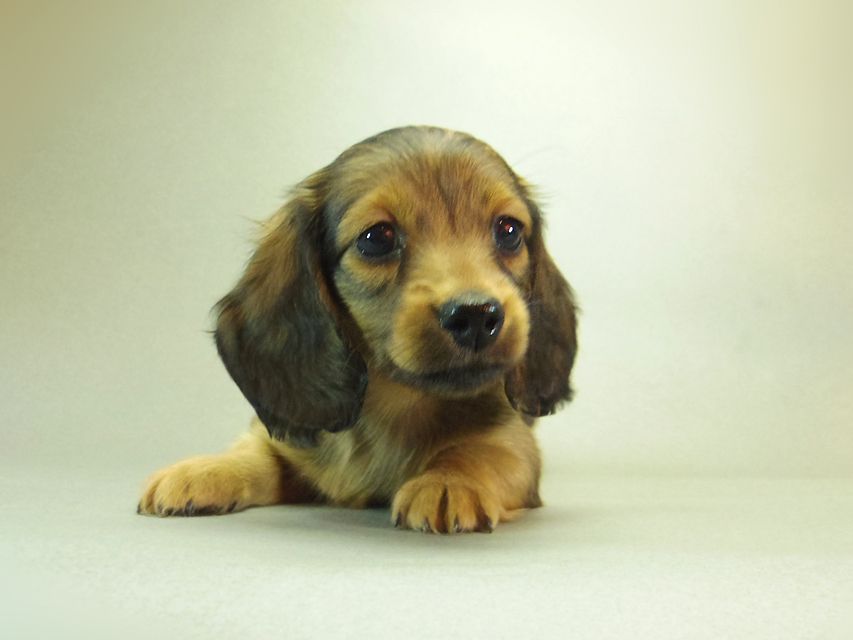 ダックスフンド クレア & ジムダンディの子犬 シェーデットレッド 男の子