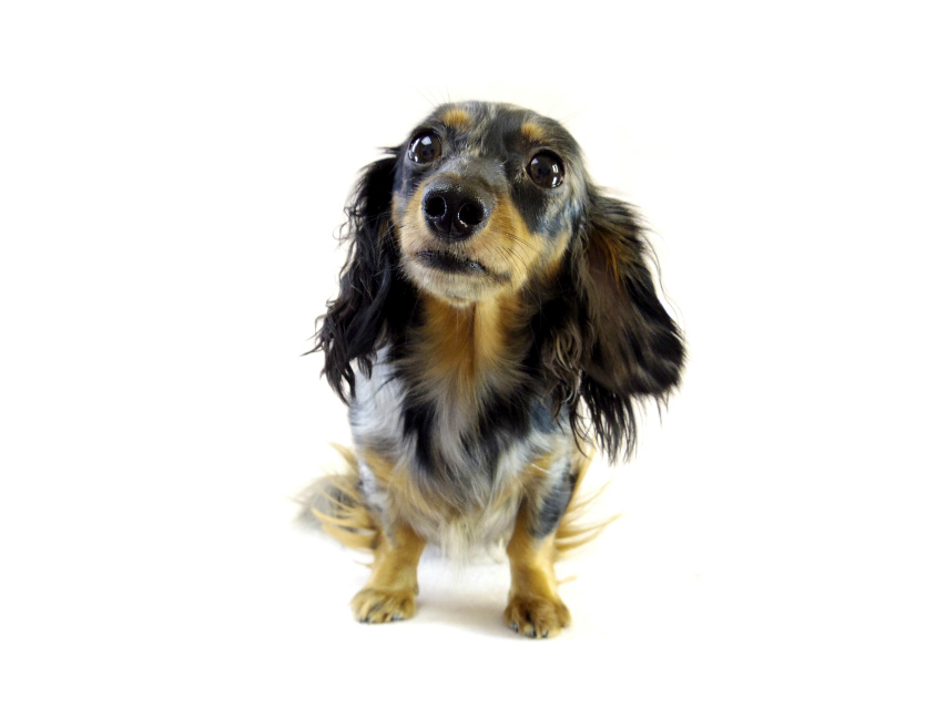 カニヘンダックスのロノちゃん　シルバータンダップル