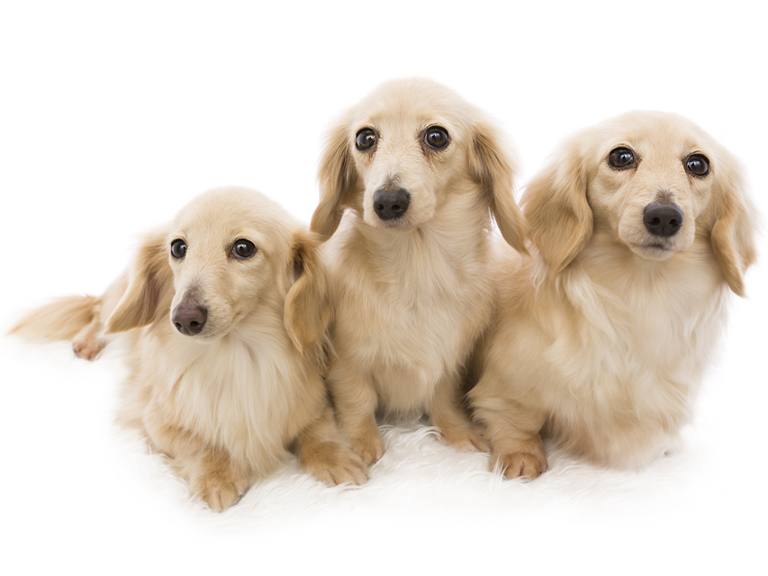 ダックスフンド クリーム スピリッツ オブ グロリアス フジ00三頭_J9A3374-Edit ダックスフンド クリーム スピリッツ オブ グロリアス フジ