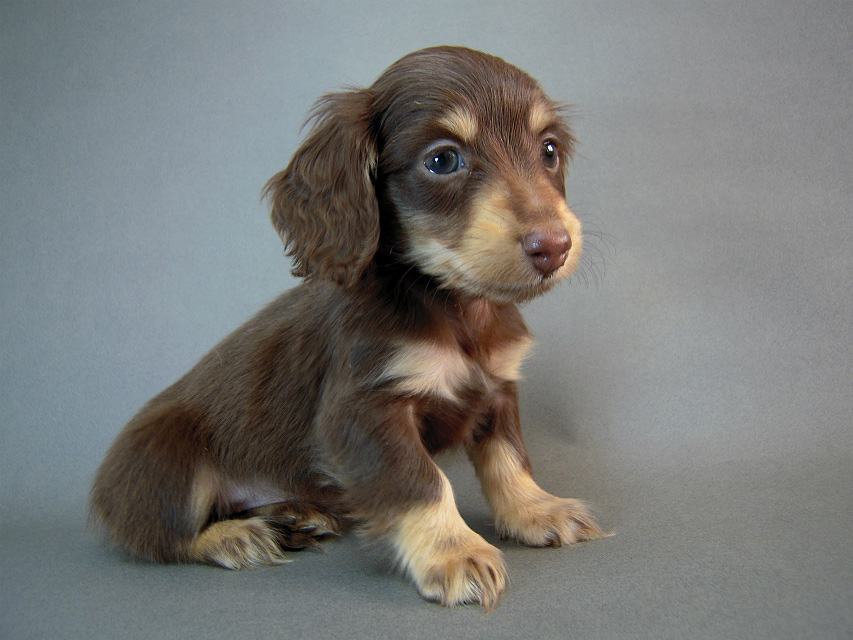 カニヘン　子犬　チョコクリーム女の子