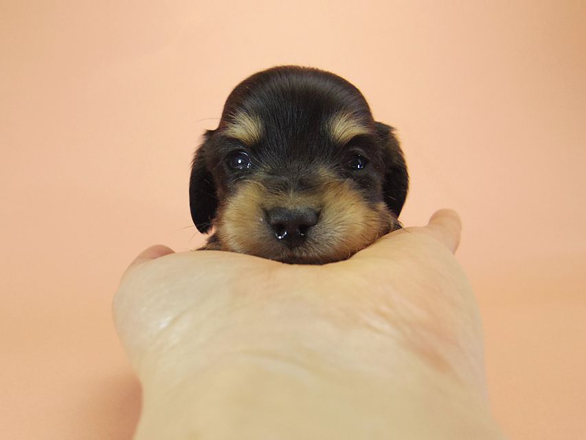 ダックスフンド カニンヘン SHELLY.mi & オスカルの子犬 ブラッククリーム 男の子027 ダックスフンド カニンヘン SHELLY.mi & オスカルの子犬 ブラッククリーム 男の子