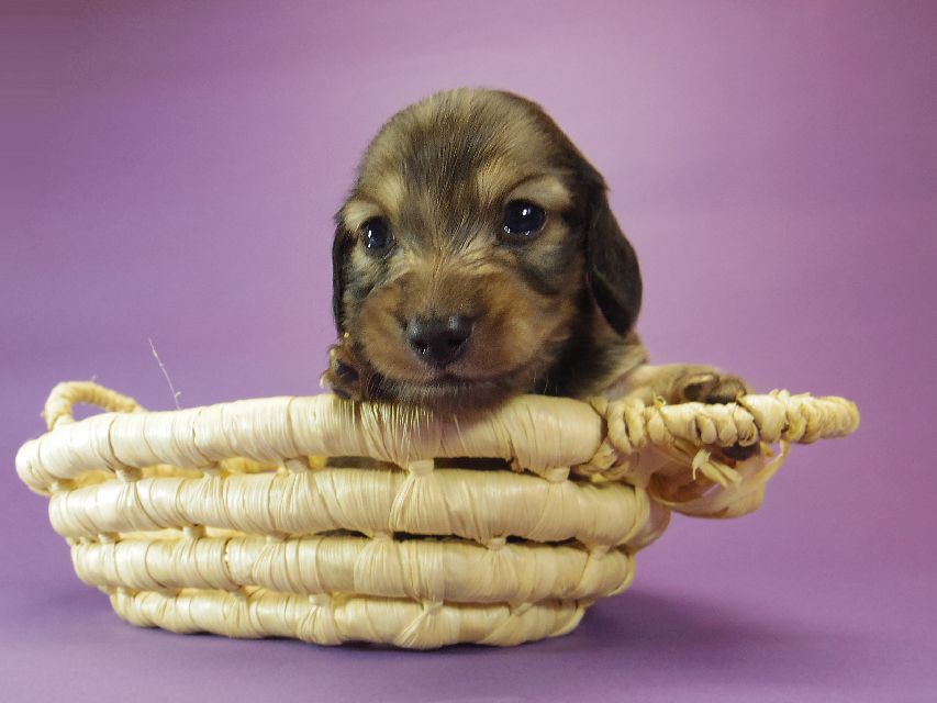 027 ダックスフンド なると & ジムダンディの赤ちゃん シェーデットクリーム 男の子 お写真初登場