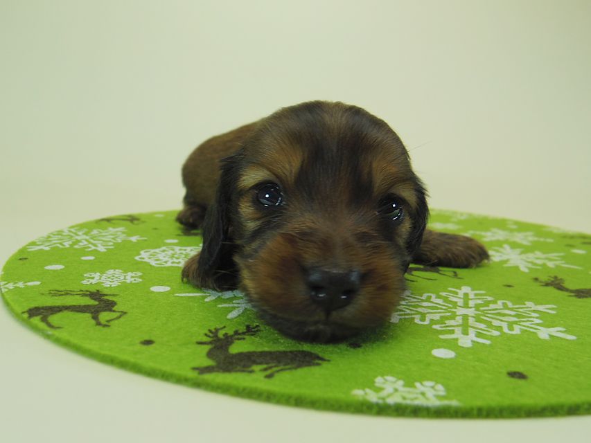 ダックスフンド ミニチュアダックス リールー & ジムダンディの子犬 シェーデットレッド 男の子 お写真初登場027 ダックスフンド ミニチュアダックス リールー & ジムダンディの子犬 シェーデットレッド 男の子 お写真初登場