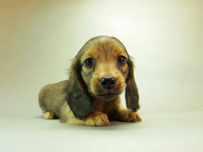 ダックスフンド クレア & ジムダンディの子犬 シェーデットレッド 男の子