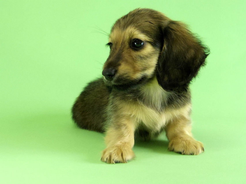 カニンヘンダックス 子犬 シェーデットクリーム男の子 カニンヘンダックス 子犬 シェーデットクリーム男の子