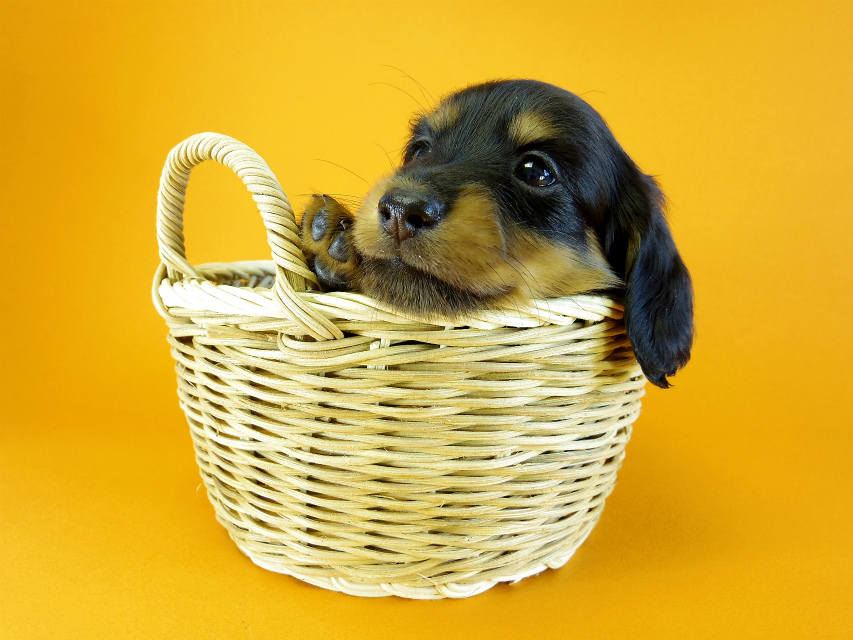 カニヘン 子犬 ブラック&タン 男の子 カニヘン 子犬 ブラック&タン 男の子