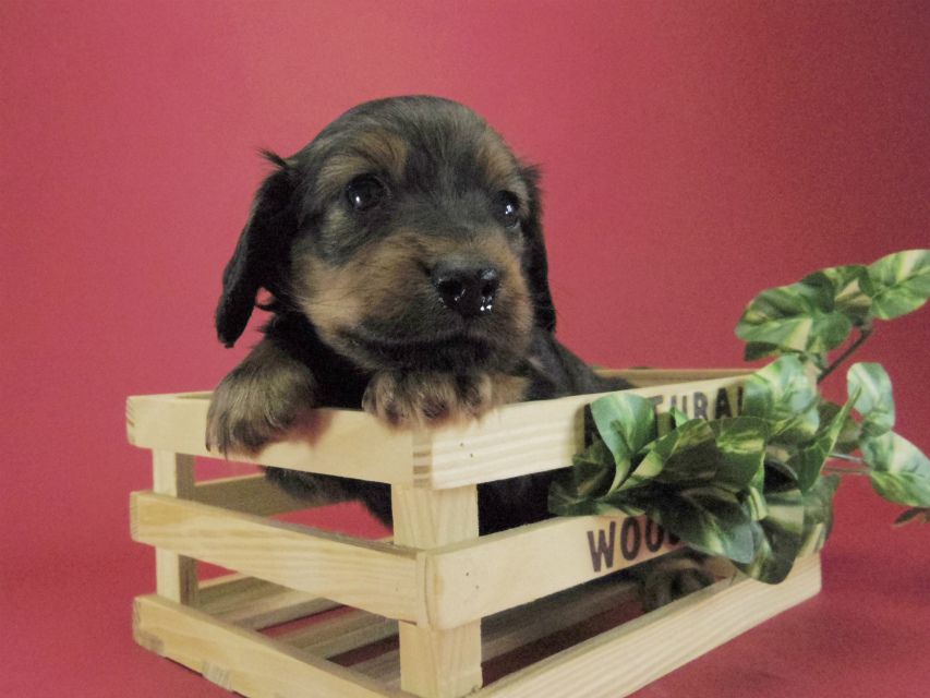 カニンヘン ダックスフンド 子犬 シェーデットレット 男の子