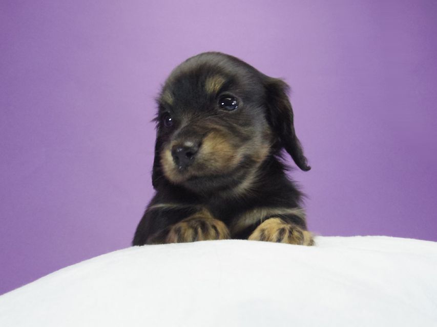 カニンヘン ダックスフンド レイ.s & 武蔵の子犬 ブラッククリーム 男の子