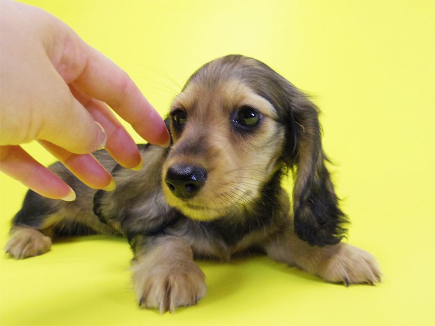 ダックスフンド カニンヘン ティアラ & オスカルの子犬 シェーデットクリーム 女の子028 ダックスフンド カニンヘン ティアラ & オスカルの子犬 シェーデットクリーム 女の子