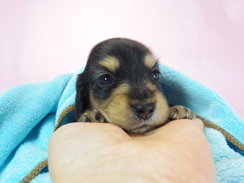 ダックスフンド ローラ.mi & アレックス ブラッククリーム 男の子 お写真初登場