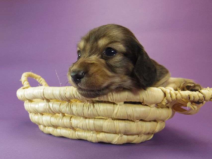 028 ダックスフンド なると & ジムダンディの赤ちゃん シェーデットクリーム 男の子 お写真初登場