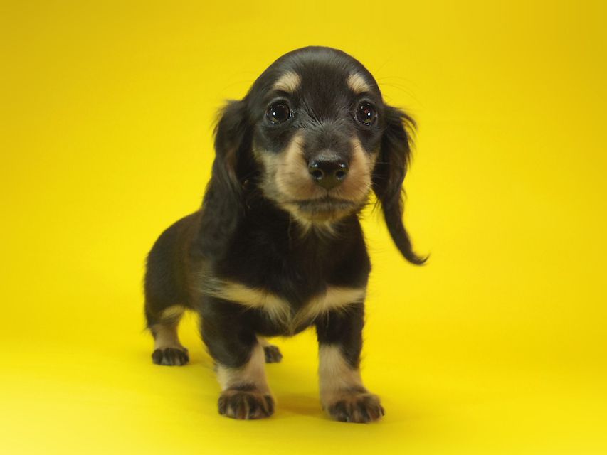 ダックスフンド わらび & アサヒの子犬 ブラッククリーム 女の子③