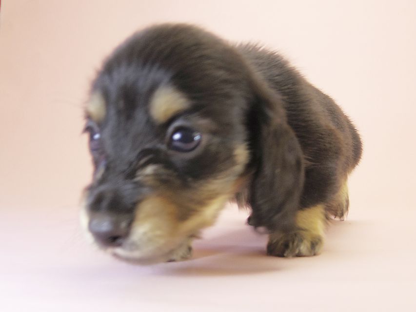 カニンヘンダックス ハッピーベル & 武蔵の赤ちゃん ブラック＆クリーム 男の子 ①