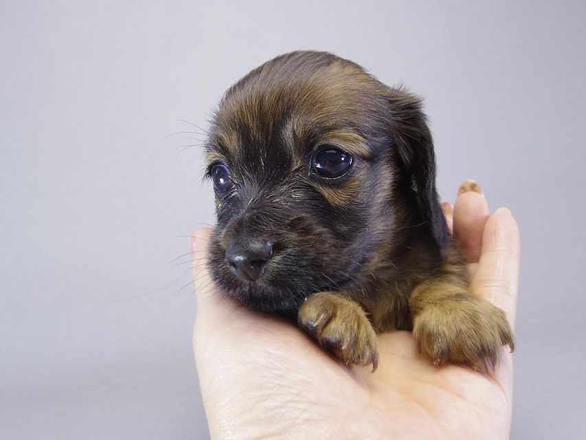 カニンヘン ダックスフンド アンジュ & ジムダンディの赤ちゃん 7/13生まれ シェーデットレッド女の子 ②