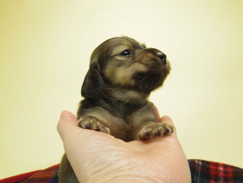 カニンヘン ダックスフンド チェルシー & AQUARIONの子犬 シェーデットクリーム 男の子