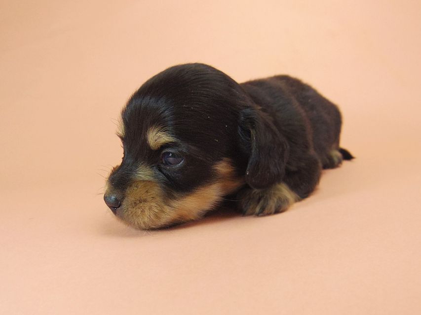 ダックスフンド カニンヘン SHELLY.mi & オスカルの子犬 ブラッククリーム 男の子029 ダックスフンド カニンヘン SHELLY.mi & オスカルの子犬 ブラッククリーム 男の子