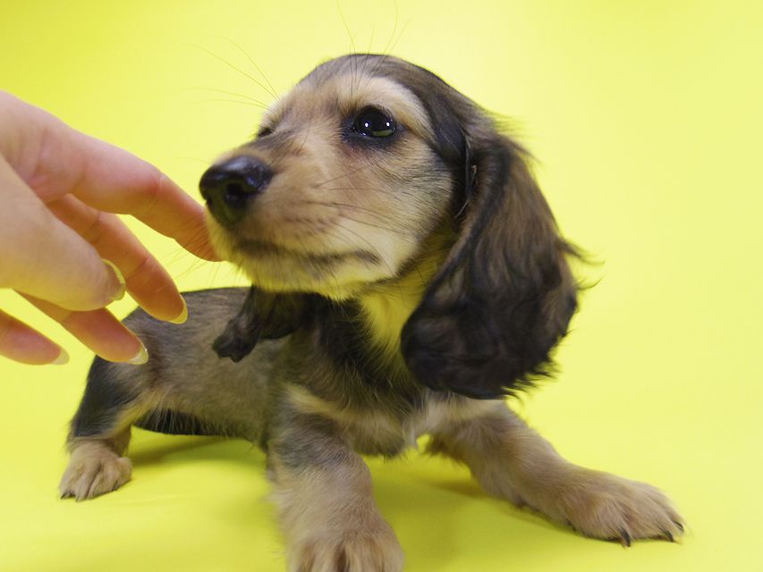 ダックスフンド カニンヘン ティアラ & オスカルの子犬 シェーデットクリーム 女の子029 ダックスフンド カニンヘン ティアラ & オスカルの子犬 シェーデットクリーム 女の子