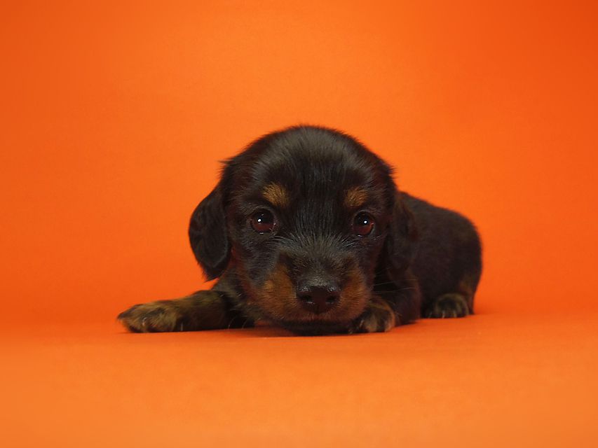 ダックスフンド いちご & ジャンクレールダンディの赤ちゃん ブラックタン 男の子