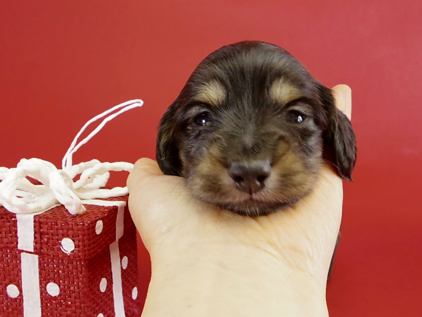 カニヘンダックス　子犬　ブラクリ男の子