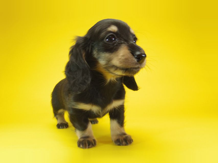 ダックスフンド わらび & アサヒの子犬 ブラッククリーム 女の子③
