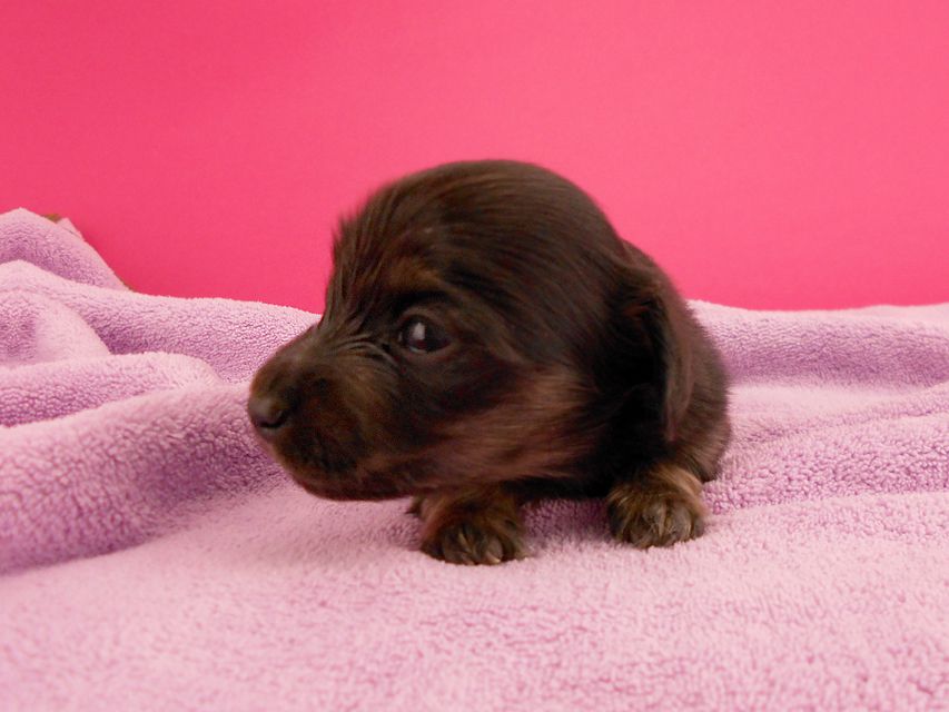 カニンヘンダックス オーシャン & ナイトの子犬 ブラックイエロー 女の子 お写真初登場