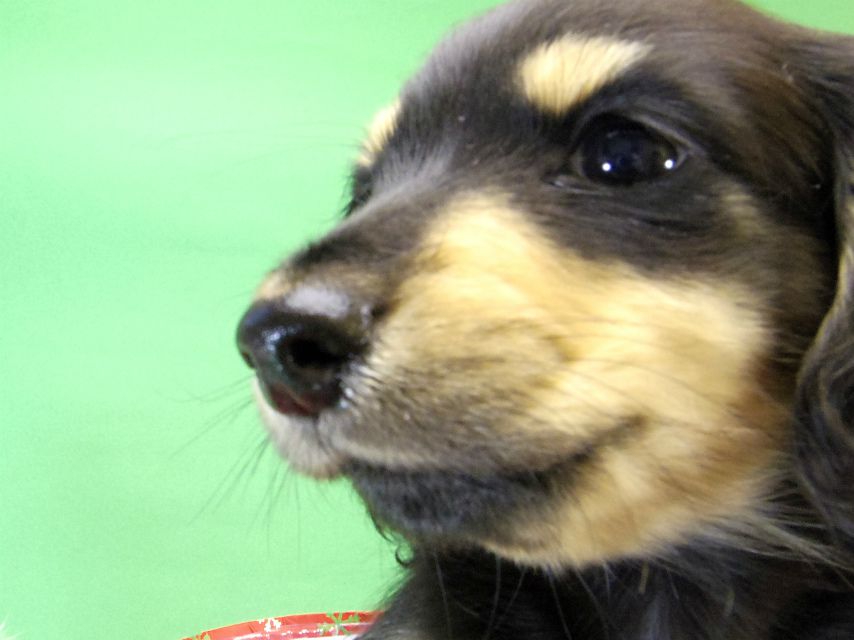 カニンヘンダックス　子犬　ブラック＆クリーム男の子