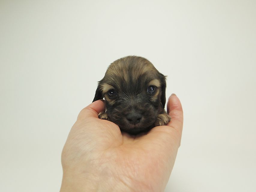 ダックスフンド カニンヘン シャーロット.cs & ジムダンディの子犬 シェーデットクリーム 男の子 お写真初登場1 ダックスフンド カニンヘン シャーロット.cs & ジムダンディの子犬 シェーデットクリーム 男の子 お写真初登場