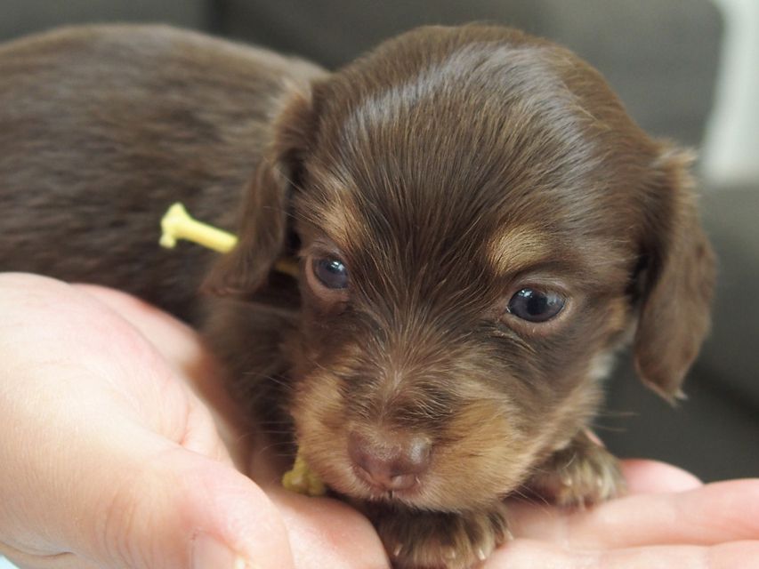 ミニチュアダックスフンド ビビ & 朝日の子犬 チョコクリーム 女の子① お写真初登場03-02 ミニチュアダックスフンド ビビ & 朝日の子犬 チョコクリーム 女の子① お写真初登場