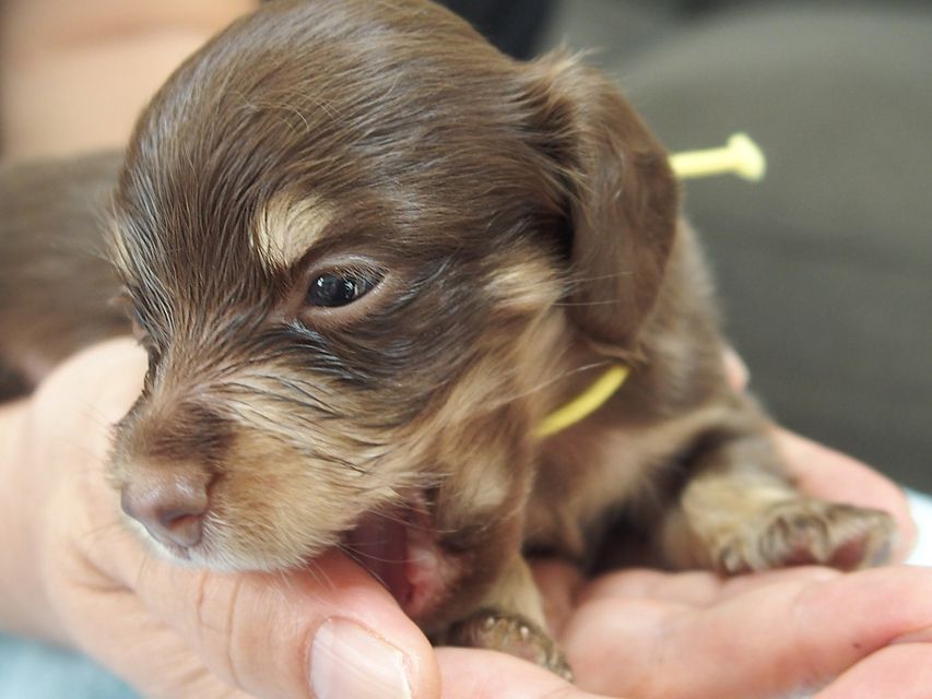 ミニチュアダックスフンド ビビ & 朝日の子犬 チョコクリーム 女の子① お写真初登場03-03 ミニチュアダックスフンド ビビ & 朝日の子犬 チョコクリーム 女の子① お写真初登場