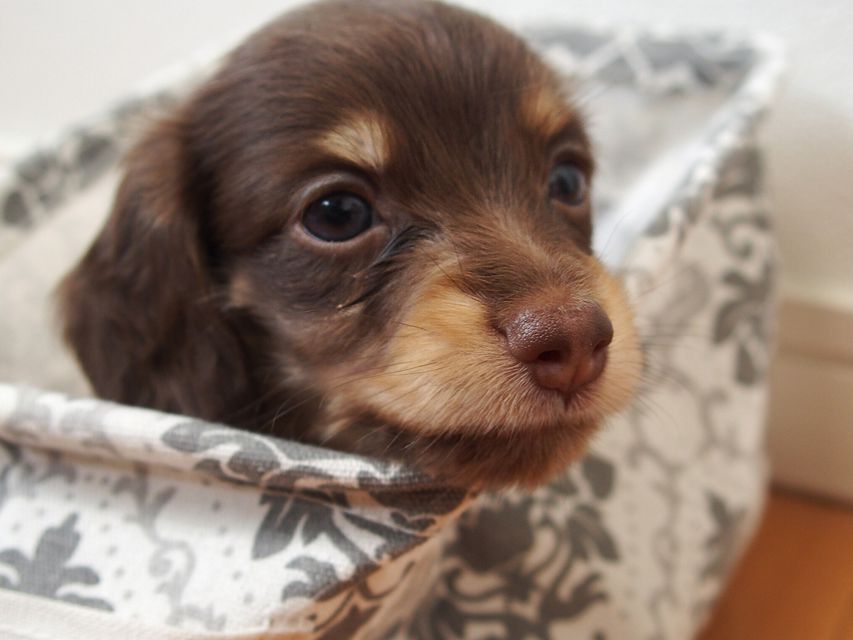 ミニチュアダックスフンド ビビ & 朝日の子犬 チョコクリーム 女の子①03-03 ミニチュアダックスフンド ビビ & 朝日の子犬 チョコクリーム 女の子①