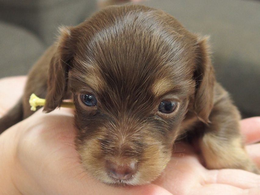 ミニチュアダックスフンド ビビ & 朝日の子犬 チョコクリーム 女の子① お写真初登場03-04 ミニチュアダックスフンド ビビ & 朝日の子犬 チョコクリーム 女の子① お写真初登場