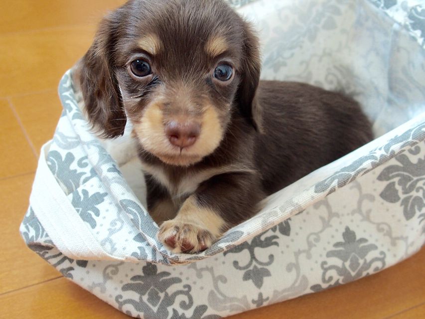 ミニチュアダックスフンド ビビ & 朝日の子犬 チョコクリーム 女の子①03-05 ミニチュアダックスフンド ビビ & 朝日の子犬 チョコクリーム 女の子①