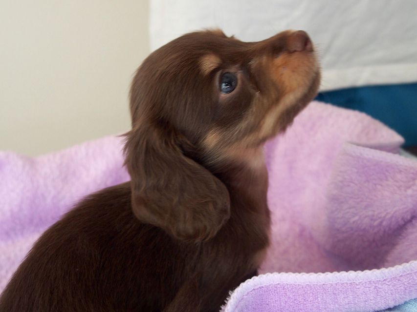 ミニチュアダックスフンド ビビ & 朝日の子犬 チョコクリーム 女の子①03-07 ミニチュアダックスフンド ビビ & 朝日の子犬 チョコクリーム 女の子①