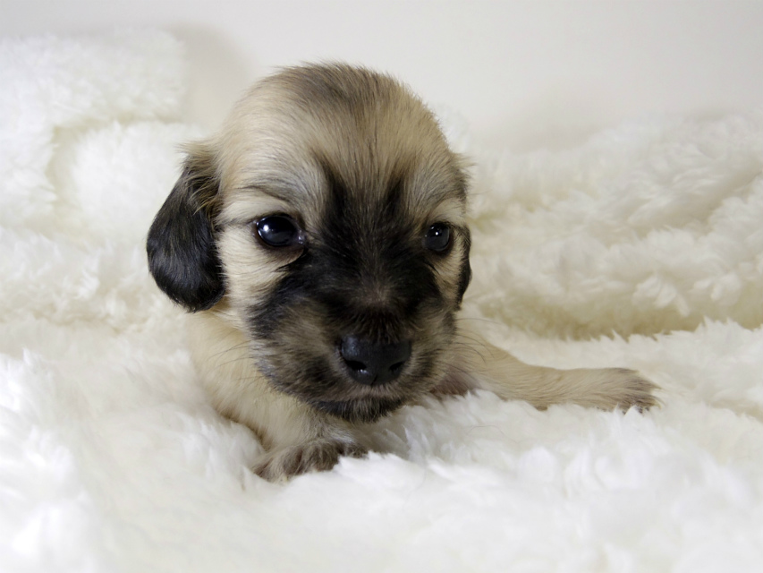 カニンヘン ダックスフンド 子犬 シェーデットクリーム 男の子