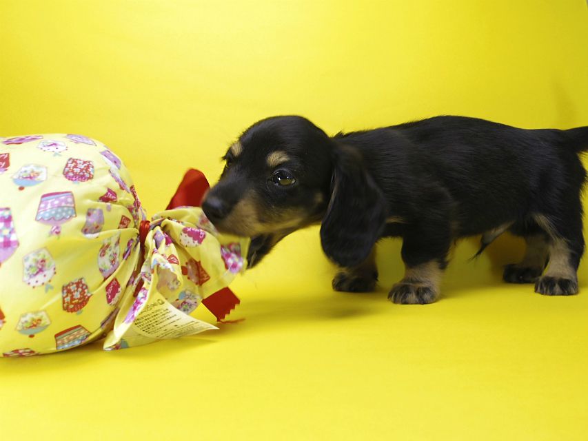 カニンヘン ダックスフンド 子犬 ブラックタン 男の子
