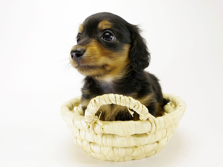 カニンヘン ダックスフンド 子犬 ブラックタン 男の子
