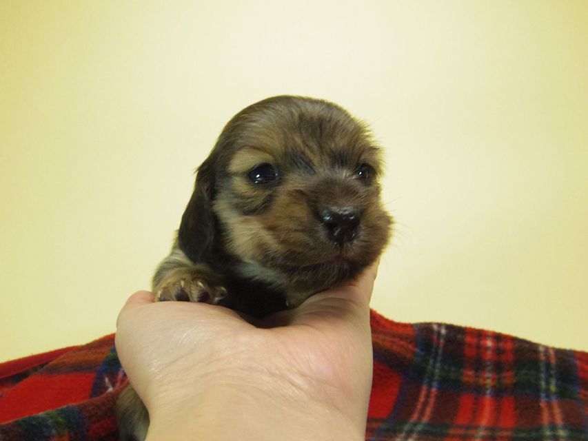 カニンヘン ダックスフンド チェルシー & AQUARIONの子犬 シェーデットクリーム 男の子