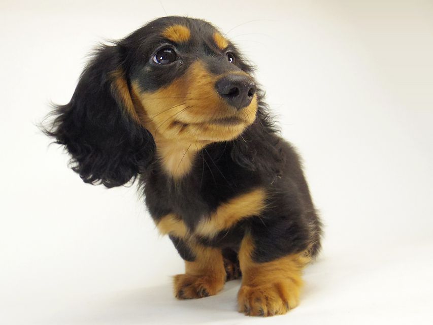 ダックスフンド カニンヘン 小夏.ib & ジムダンディの赤ちゃん030 ダックスフンド カニンヘン 小夏.ib & ジムダンディの赤ちゃん