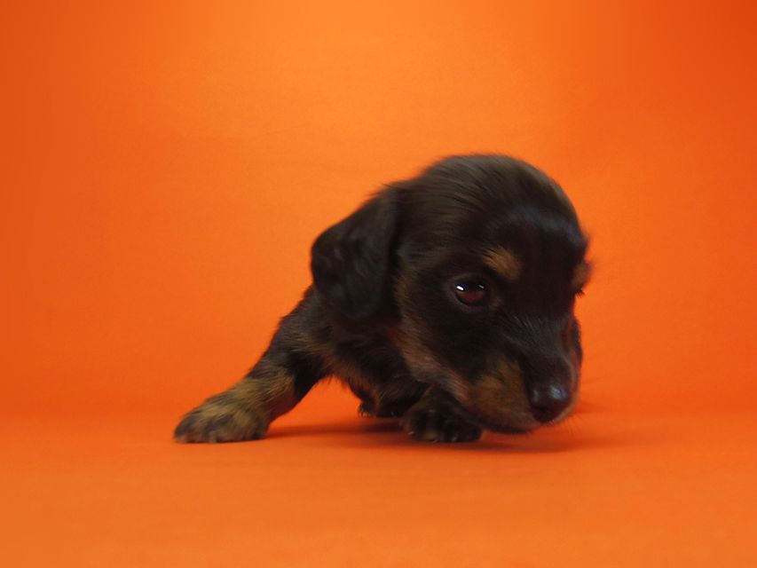 ダックスフンド いちご & ジャンクレールダンディの赤ちゃん ブラックタン 男の子