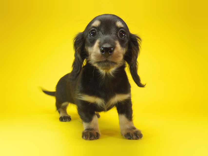 ダックスフンド わらび & アサヒの子犬 ブラッククリーム 女の子③