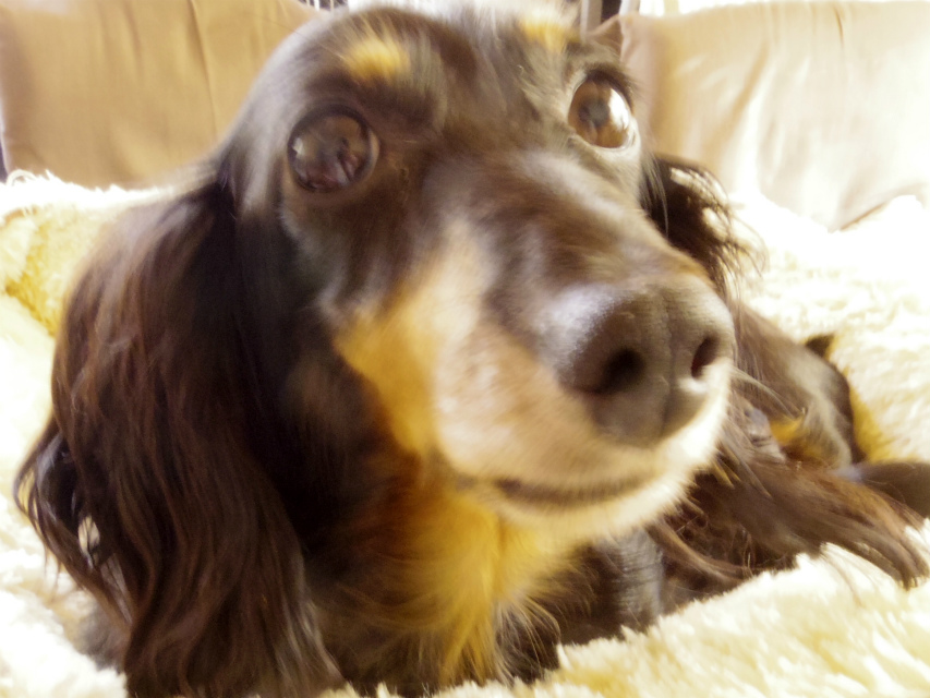 カニンヘンダックス ピリカ シルバータンダップル カニンヘンダックス ピリカ シルバータンダップル