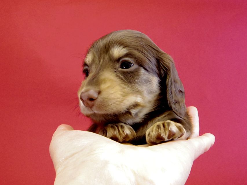 カニンヘンダックス　仔犬　チョコレートクリーム女の子