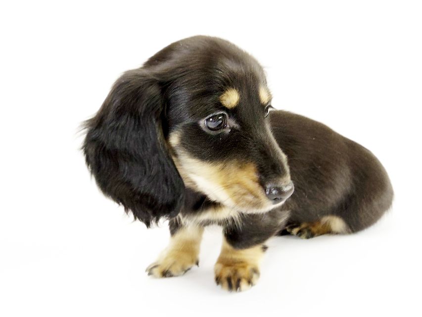 カニンヘン ダックスフンド 子犬 ブラッククリーム男の子