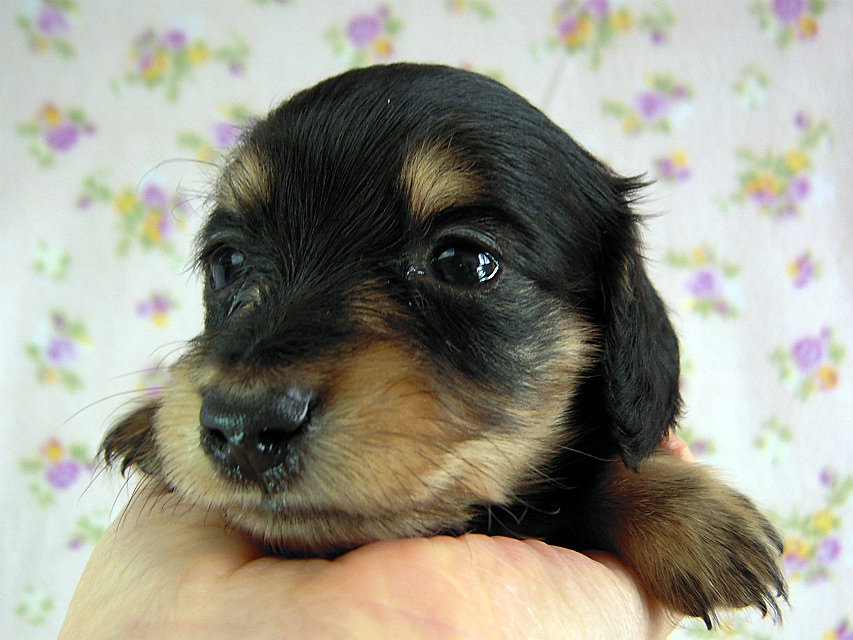 カニヘン　子犬　ブラタン女の子