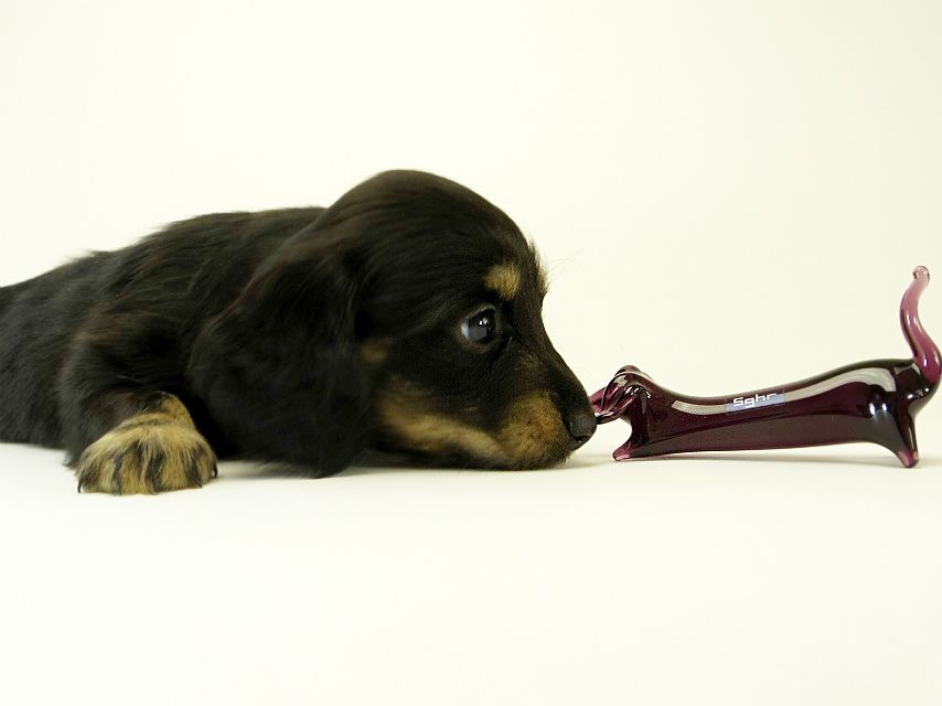 カニンヘン ダックスフンド 子犬 ブラッククリーム 男の子