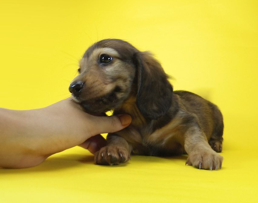 ダックスフンド ルヒィ & ジムダンディの子犬 レッド 男の子031 ダックスフンド ルヒィ & ジムダンディの子犬 レッド 男の子