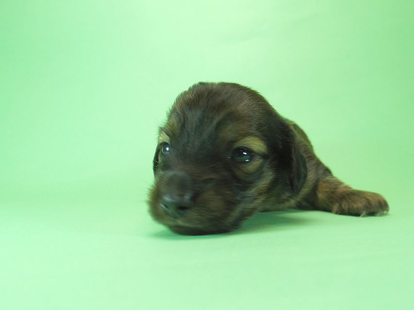 ダックスフンド いちご & ジャンクレールダンディの子犬 シェーデットレッド 男の子