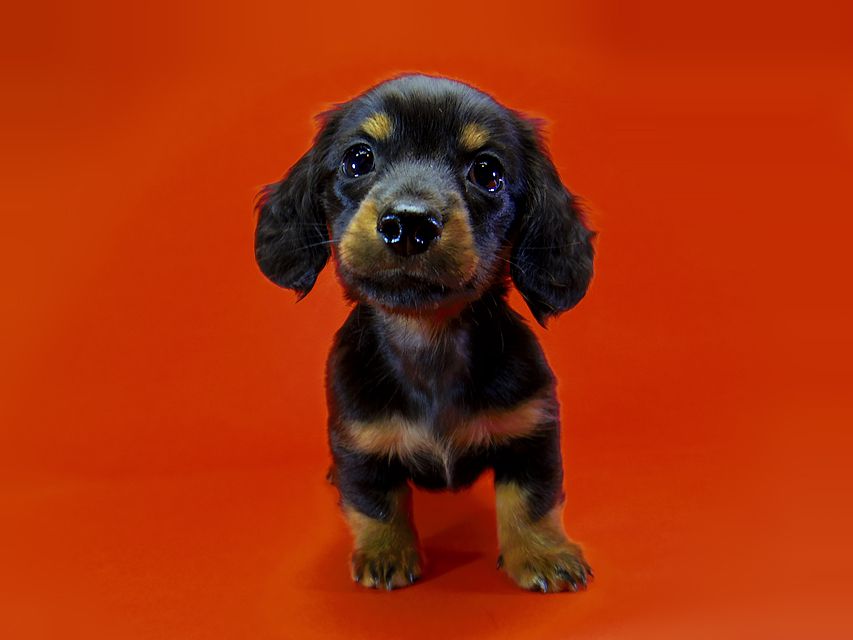 ダックスフンド カニンヘン いちご & ジャンクレールダンディの子犬 ブラックタン 男の子
