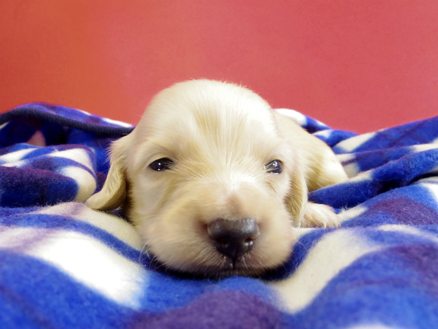 カニヘンダックス 仔犬 クリーム男の子 カニヘンダックス 仔犬 クリーム男の子